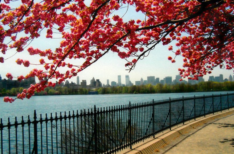 Весна в центральном парке Нью-Йорка (8)