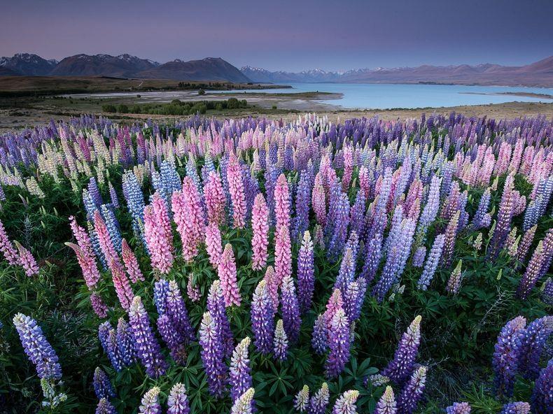 Цветы на озере Текапо, Новая Зеландия (13)