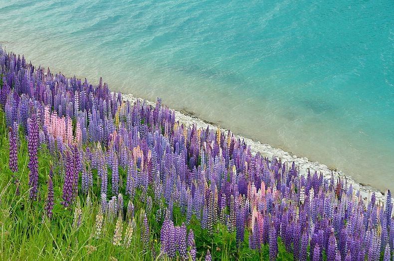 Цветы на озере Текапо, Новая Зеландия (12)