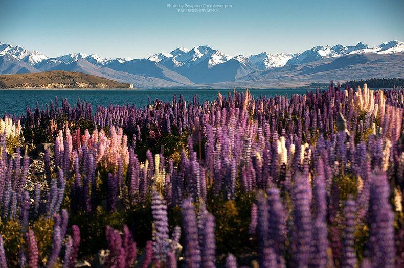 Цветы на озере Текапо, Новая Зеландия (11)