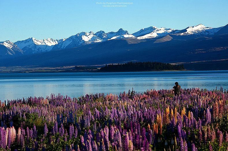 Цветы на озере Текапо, Новая Зеландия (10)