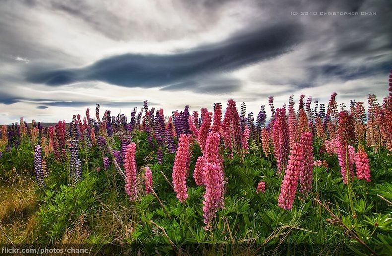 Цветы на озере Текапо, Новая Зеландия (9)