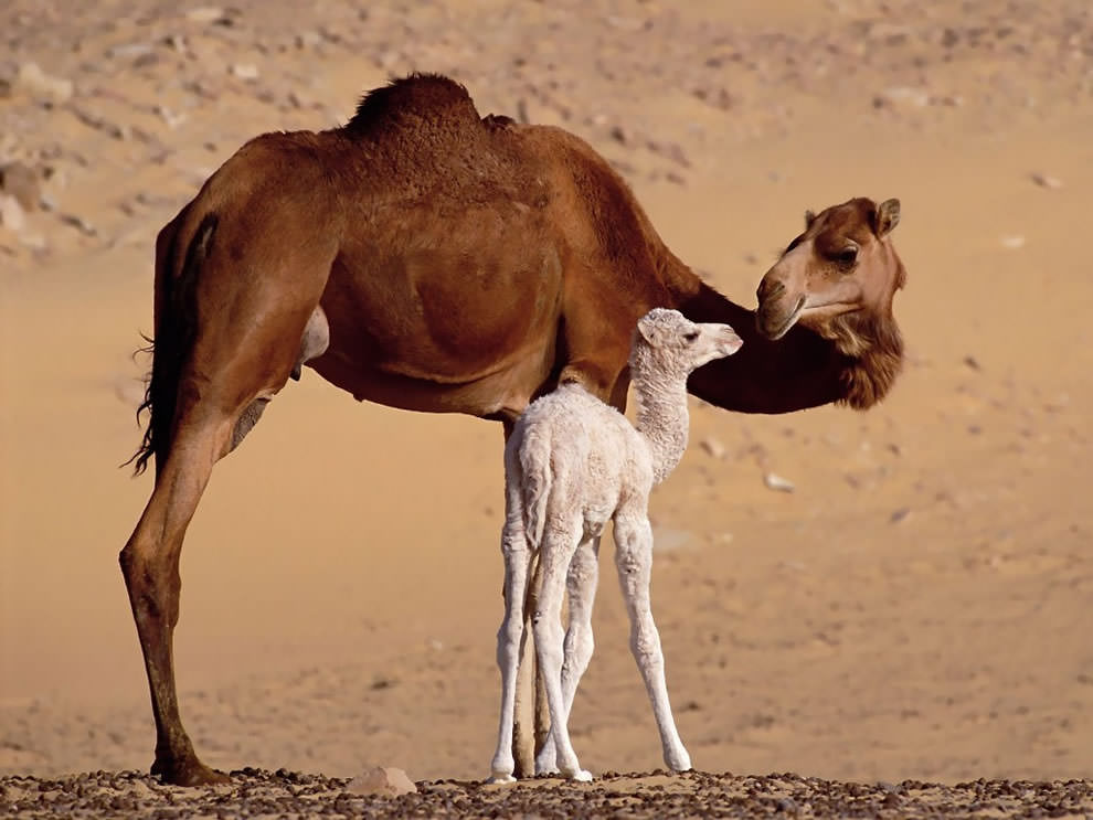 День Матери - фото из мира животных (25)