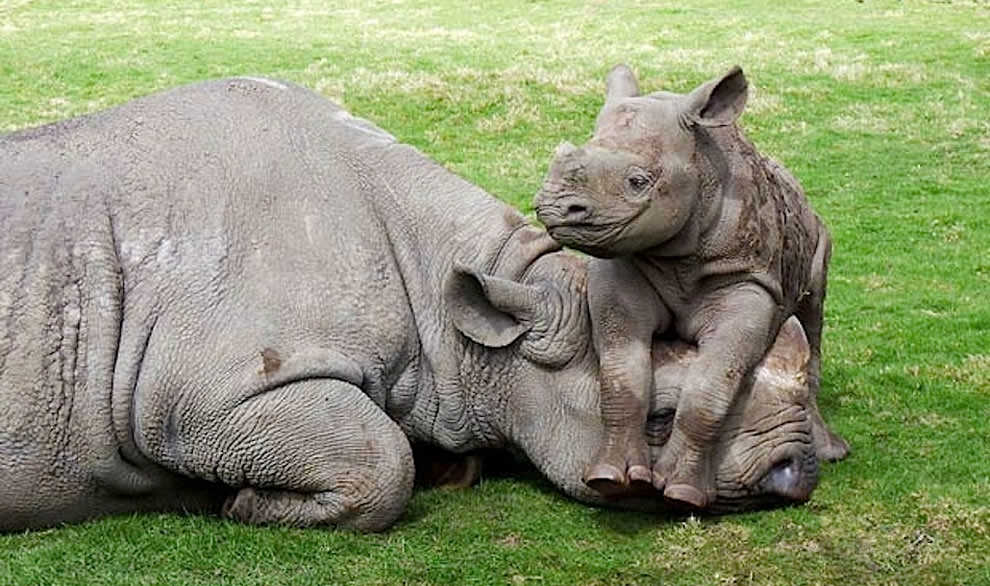 День Матери - фото из мира животных (39)