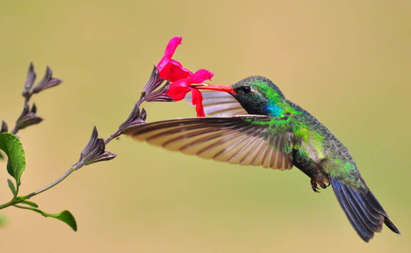 Фотоконкурс от National Geographic 2013 год (11)