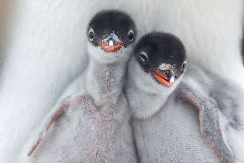 Фотоконкурс от National Geographic 2013 год (14)