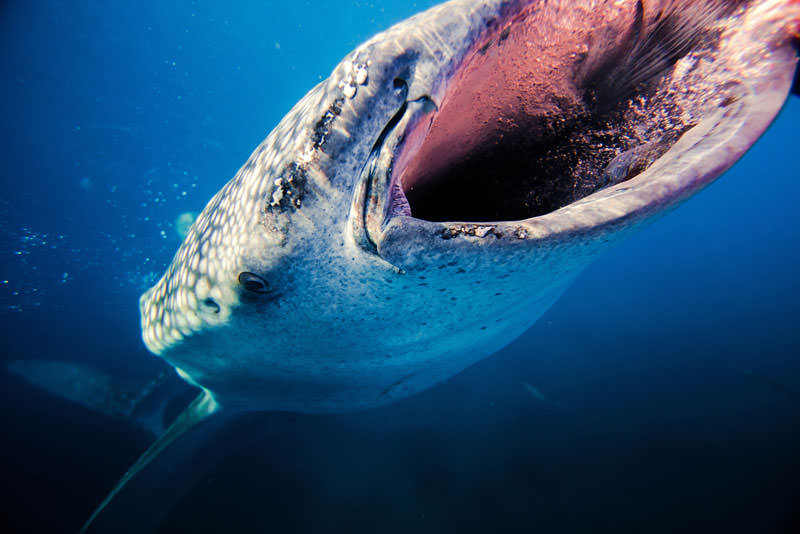 Фотоконкурс от National Geographic 2013 год (2)