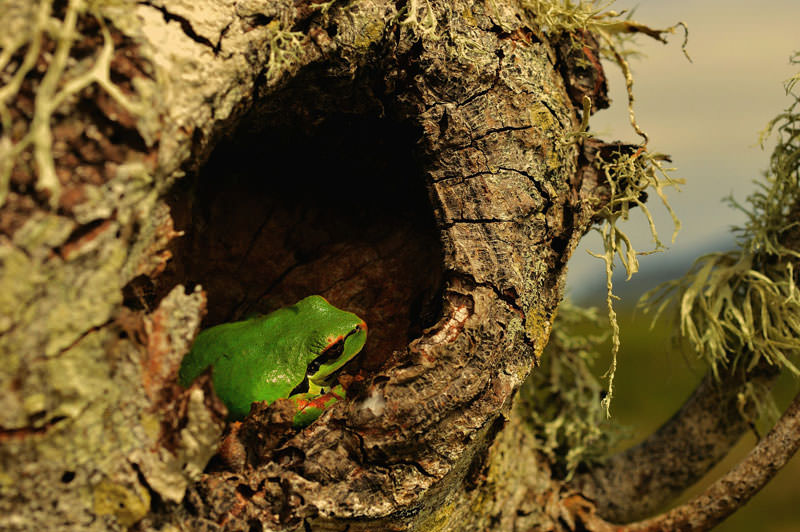 Фотоконкурс от National Geographic 2013 год (4)