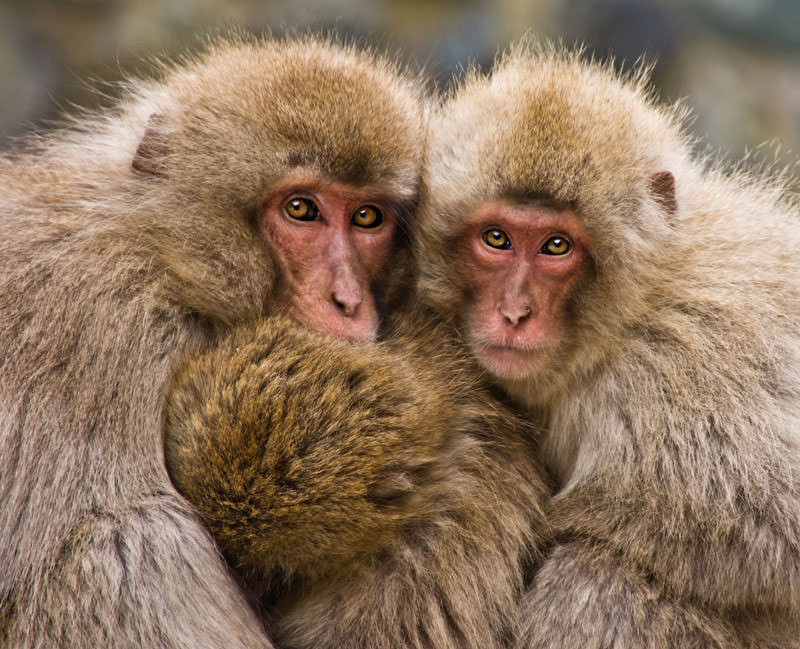 Фотоконкурс от National Geographic 2013 год (5)