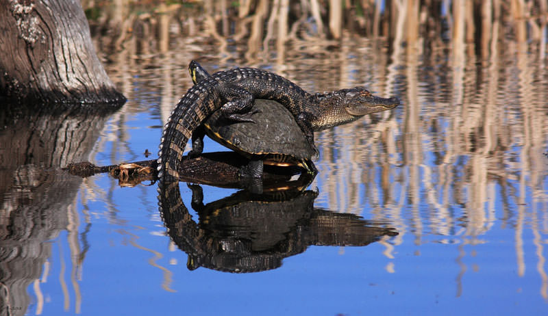 Фотоконкурс от National Geographic 2013 год (7)